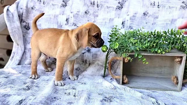 Video preview image #8 Puggle Puppy For Sale in WAKARUSA, IN, USA