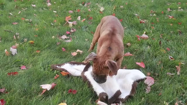 Video preview image #1 Boxer Puppy For Sale in SHIPSHEWANA, IN, USA