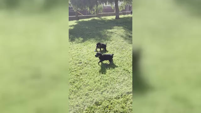 Video preview image #1 Rottweiler Puppy For Sale in JURUPA VALLEY, CA, USA
