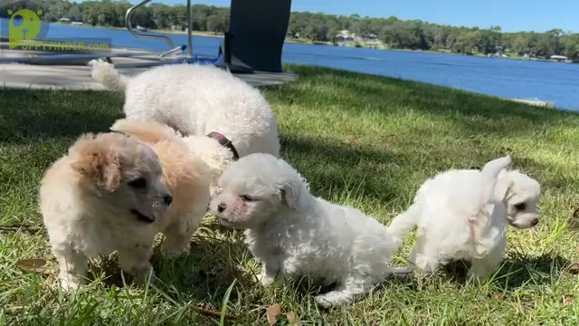 Video preview image #6 Bichpoo Puppy For Sale in MELROSE, FL, USA