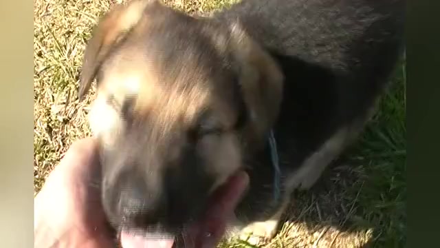 Video preview image #1 German Shepherd Dog Puppy For Sale in PIEDMONT, MO, USA