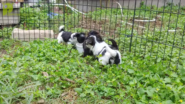 Video preview image #2 Morkie Puppy For Sale in AUSTIN, TX, USA