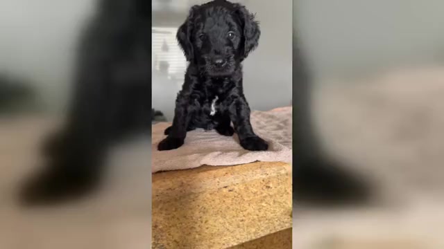 Video preview image #1 Goldendoodle Puppy For Sale in METAIRIE, LA, USA