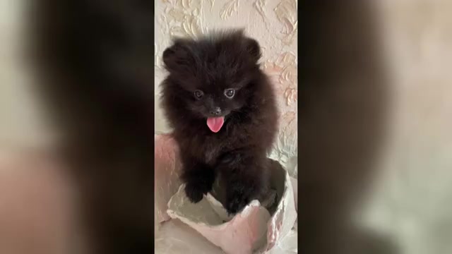 Video preview image #6 Pomeranian Puppy For Sale in Chisinau, Chisinau Municipality, Moldova