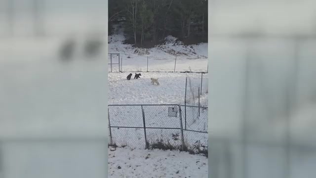 Video preview image #1 Poodle (Standard) Puppy For Sale in HAMMOND, ME, USA