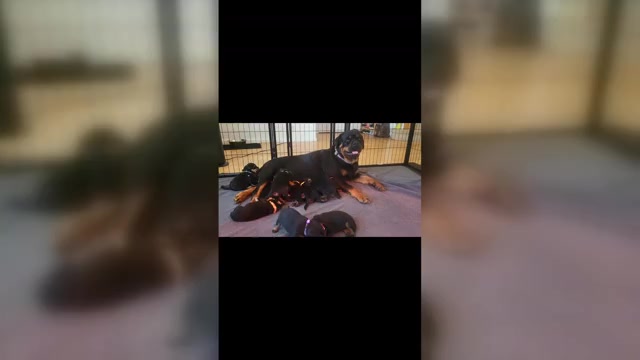 Video preview image #2 Rottweiler Puppy For Sale in BRIGHTON, CO, USA