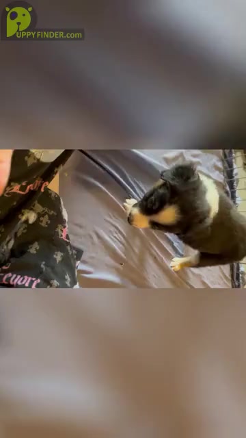 Video preview image #2 Miniature Australian Shepherd Puppy For Sale in BROOKER, FL, USA