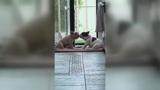 Video preview image #6 French Bulldog Puppy For Sale in MOSS BEACH, CA, USA