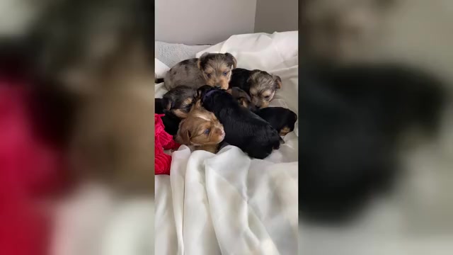 Video preview image #1  Breeder Profile in ROCK HILL, SC, USA