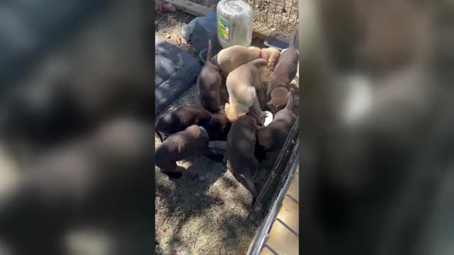Video preview image #1 Labrador Retriever Puppy For Sale in ROLLA, MO, USA