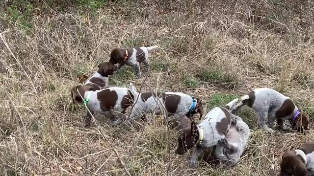 Video preview image #1 German Shorthaired Pointer Puppy For Sale in DRIPPING SPRINGS, TX, USA