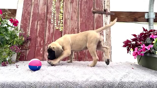 Video preview image #5 Mastiff Puppy For Sale in WAKARUSA, IN, USA