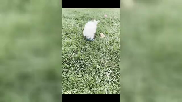Video preview image #3 Maltese Puppy For Sale in WARSAW, IN, USA