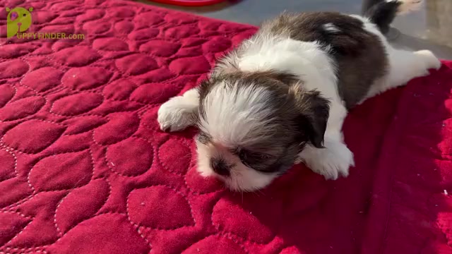 Video preview image #14 Shih Tzu Puppy For Sale in MOORESVILLE, NC, USA