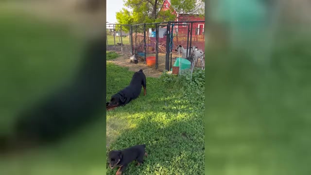 Video preview image #1 Rottweiler Puppy For Sale in WHITNEY, NE, USA