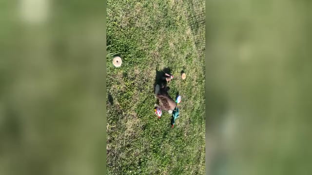 Video preview image #1 Schnauzer (Miniature) Puppy For Sale in BIG CABIN, OK, USA