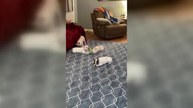 Video preview image #1 French Bulldog Puppy For Sale in SHERWOOD, AR, USA