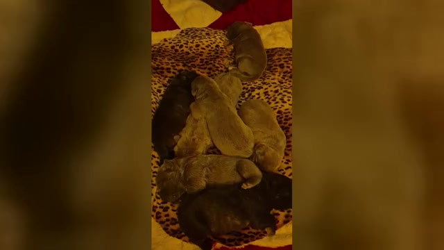 Video preview image #2 Cane Corso Puppy For Sale in COLUMBIA, SC, USA