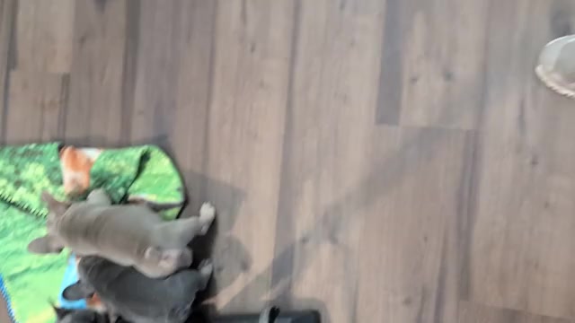 Video preview image #3 French Bulldog Puppy For Sale in GOSHEN, IN, USA