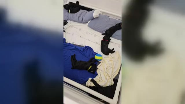 Video preview image #1 Schnauzer (Giant) Puppy For Sale in MIAMI GARDENS, FL, USA