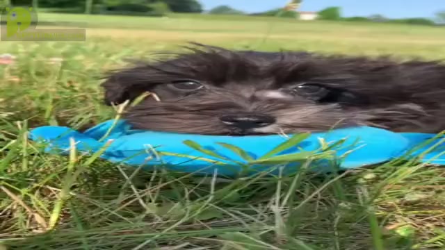 Video preview image #2 Schnauzer (Miniature) Puppy For Sale in WARSAW, IN, USA