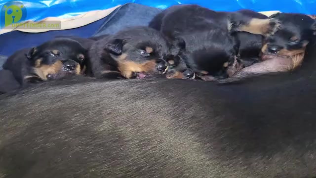Video preview image #2  Breeder Profile in ELK GROVE, CA, USA