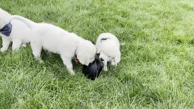 Video preview image #7 English Cream Golden Retriever Puppy For Sale in BISMARCK, ND, USA