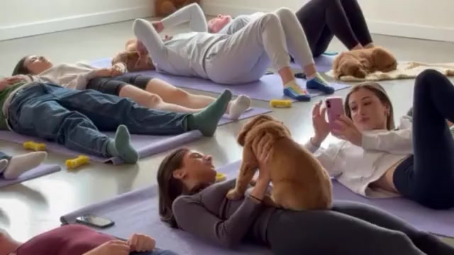 Video preview image #4 Golden Retriever Puppy For Sale in WOODSTOCK, CT, USA