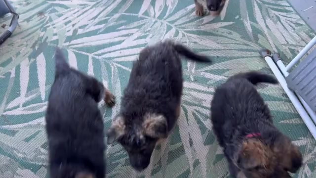 Video preview image #2 German Shepherd Dog Puppy For Sale in WILDOMAR, CA, USA