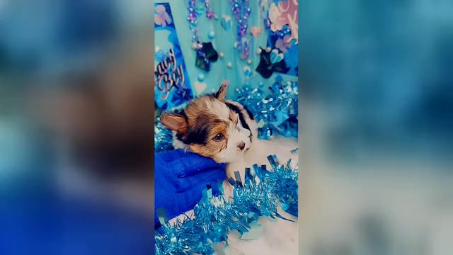 Video preview image #1 Yorkshire Terrier Puppy For Sale in HARKER HEIGHTS, TX, USA