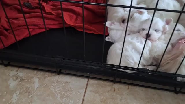 Video preview image #2 Maltese Puppy For Sale in CLERMONT, FL, USA