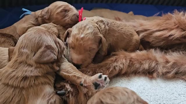 Video preview image #1  Breeder Profile in INDIANAPOLIS, IN, USA