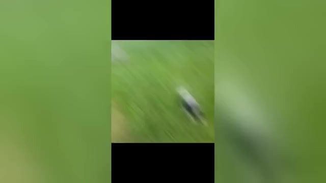 Video preview image #1 Old English Sheepdog Puppy For Sale in KEWANEE, IL, USA