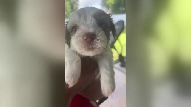 Video preview image #7 Mal-Shi Puppy For Sale in CAPE CORAL, FL, USA
