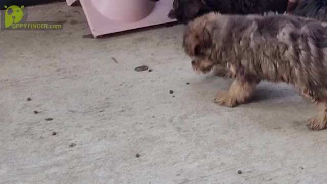 Video preview image #1 YorkiePoo Puppy For Sale in BLUE MOUND, TX, USA