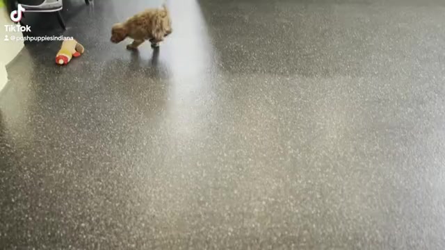 Video preview image #1 Cavapoo Puppy For Sale in WARSAW, IN, USA