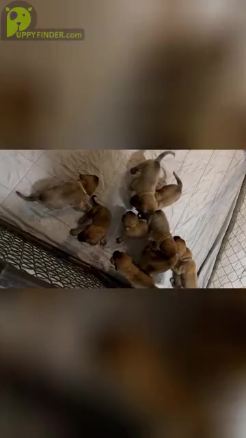 Video preview image #3  Breeder Profile in ENID, OK, USA