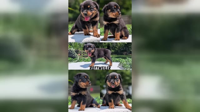 Video preview image #1 Rottweiler Puppy For Sale in GOSHEN, IN, USA