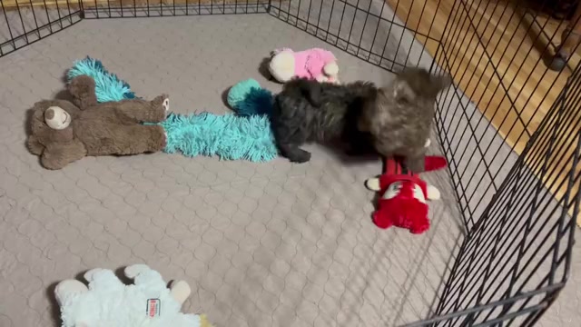 Video preview image #1 Shih-Poo Puppy For Sale in GLOUCESTER, VA, USA