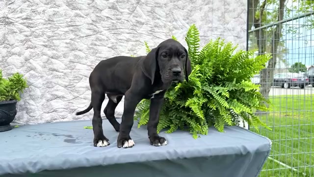 Video preview image #7 Great Dane Puppy For Sale in WAKARUSA, IN, USA