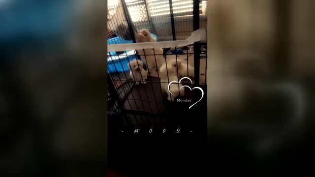 Video preview image #10 Maltipoo (Miniature) Puppy For Sale in HIGH POINT, NC, USA