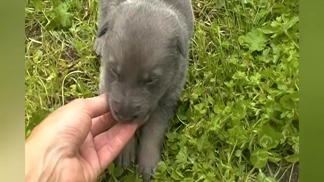 Video preview image #1 German Shepherd Dog Puppy For Sale in PIEDMONT, MO, USA