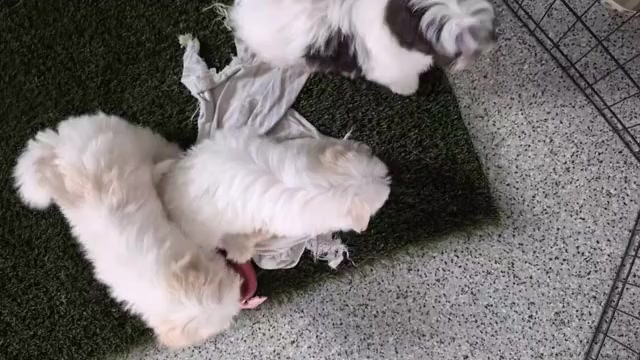 Video preview image #4 Havanese Puppy For Sale in GOSHEN, IN, USA