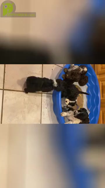 Video preview image #1 Portuguese Water Dog Puppy For Sale in FRANKLIN, TN, USA