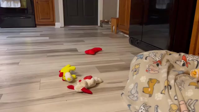 Video preview image #2 Pembroke Welsh Corgi Puppy For Sale in GUTHRIE, KY, USA