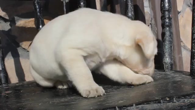 Video preview image #5 Labrador Retriever Puppy For Sale in CAPON BRIDGE, WV, USA