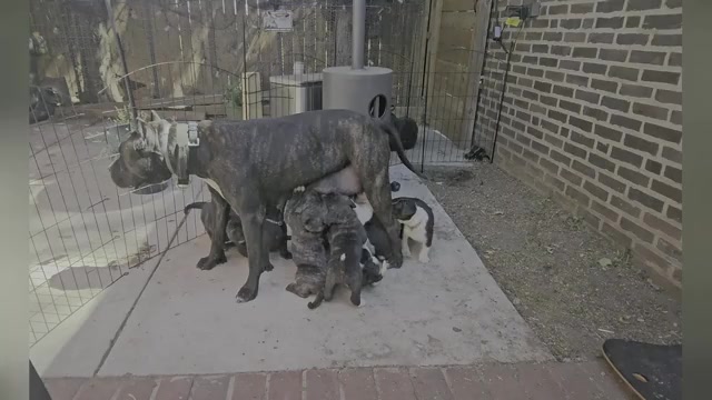 Video preview image #2 Presa Canario Puppy For Sale in PHILADELPHIA, PA, USA