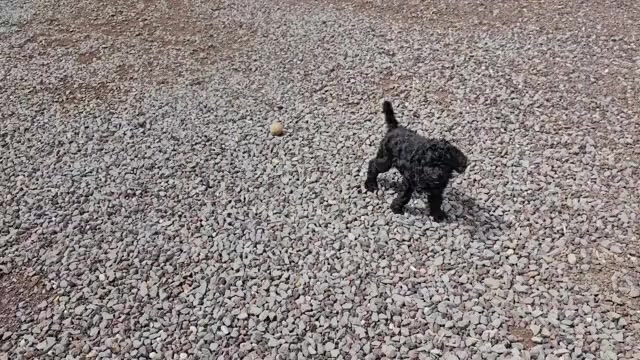 Video preview image #7 Goldendoodle Puppy For Sale in SHOW LOW, AZ, USA