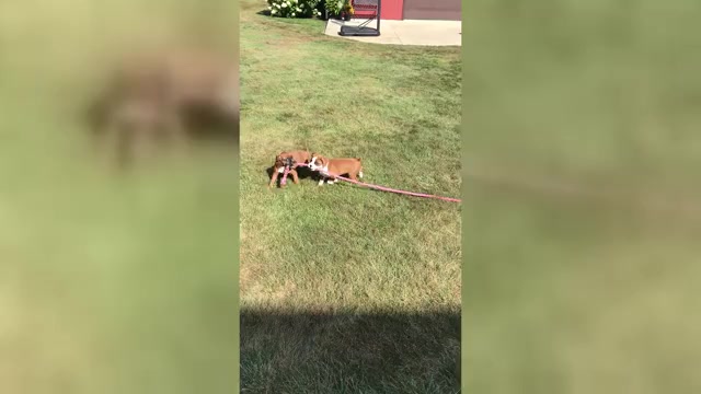 Video preview image #3 Boxer Puppy For Sale in APPLE CREEK, OH, USA