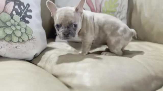 Video preview image #1 French Bulldog Puppy For Sale in NEWARK, TX, USA